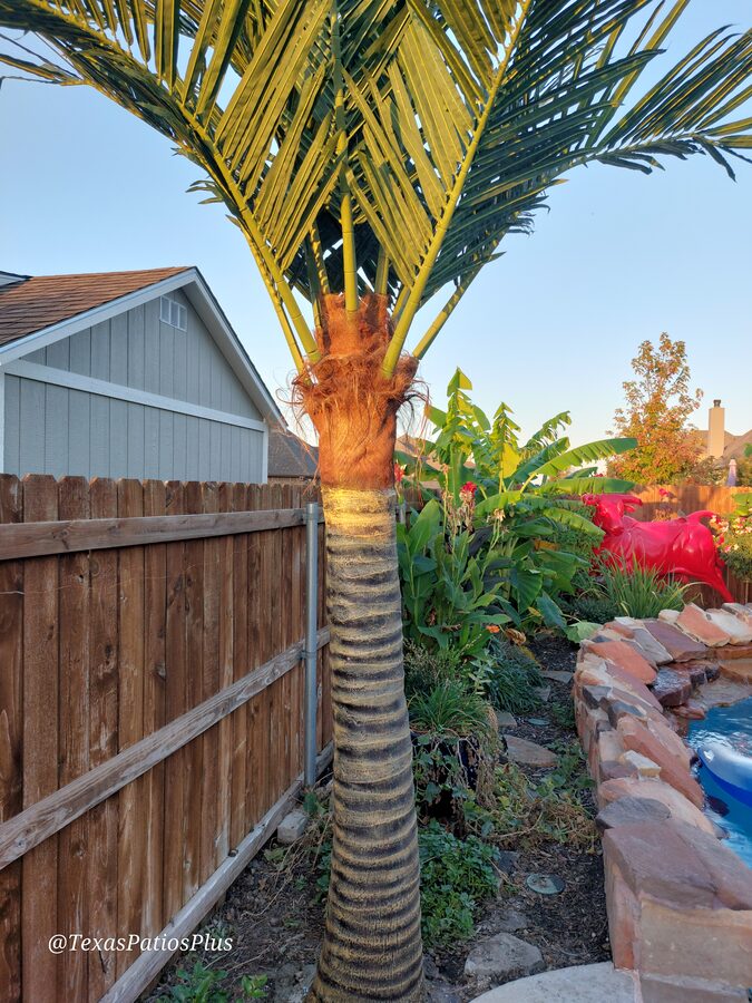 Faux Palms by Texas Patios Plus