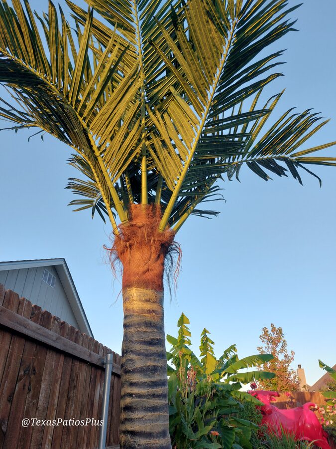 Faux Palms by Texas Patios Plus