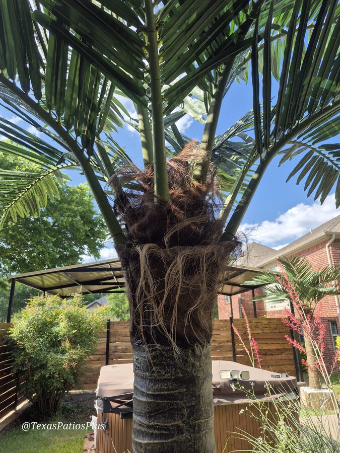 Faux Palms by Texas Patios Plus