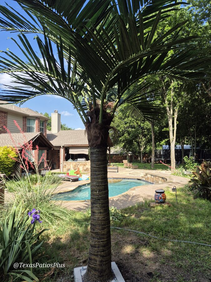 Faux Palms by Texas Patios Plus