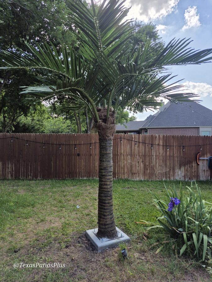 Faux Palms by Texas Patios Plus