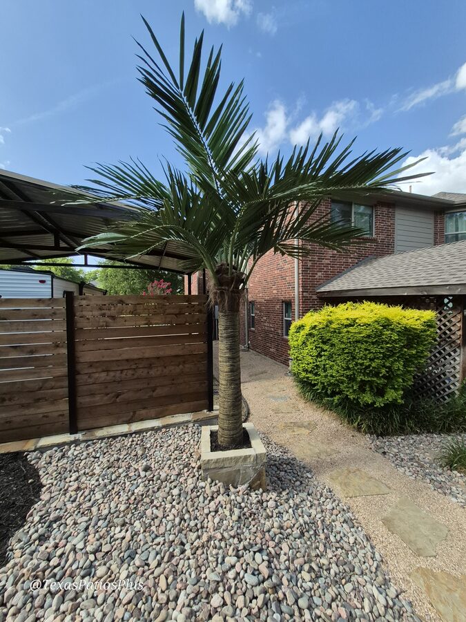 Faux Palms by Texas Patios Plus