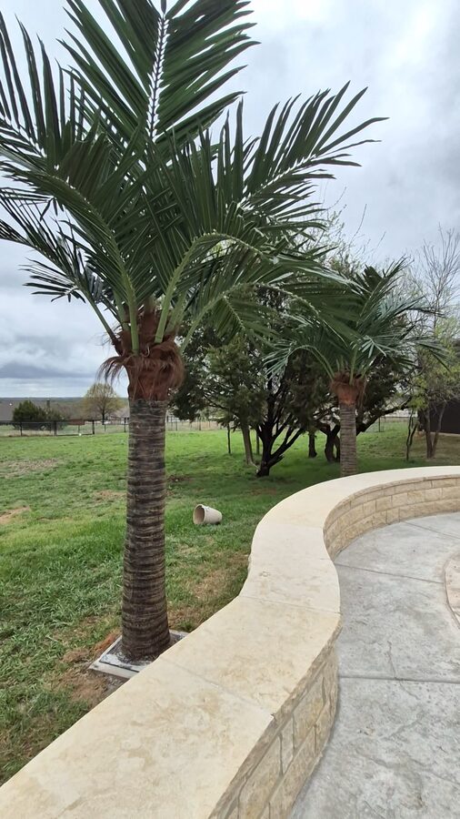 Faux Palms by Texas Patios Plus