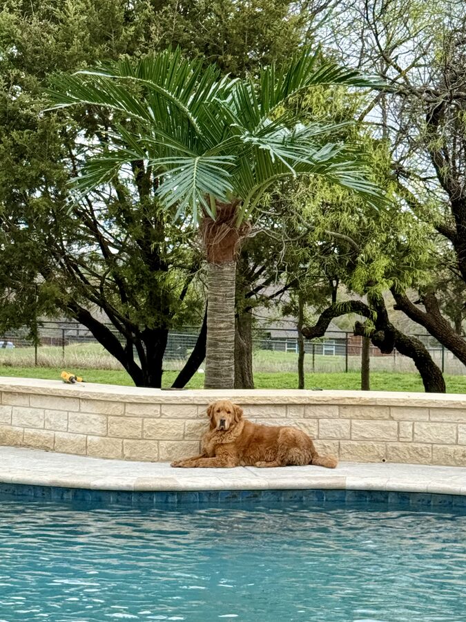 Faux Palms by Texas Patios Plus